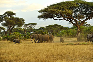 Naklejka premium Elephant