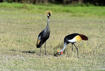 Grey Crowned