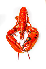 Cooked European lobster isolated on a white studio background.