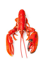 Cooked European lobster isolated on a white studio background.