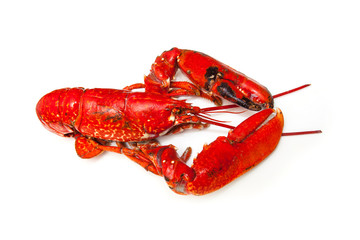 Cooked European lobster isolated on a white studio background.