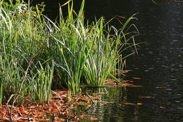 Reeds at the shore of a lake