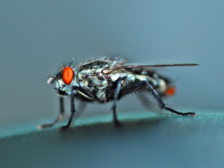 Housefly fly.