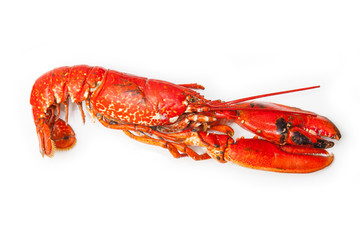 Cooked European lobster isolated on a white studio background.