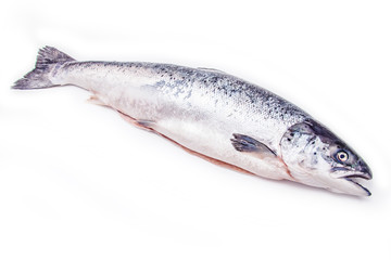 Atlantic Salmon (Salmo solar) whole fish.