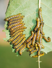 Caterpillars