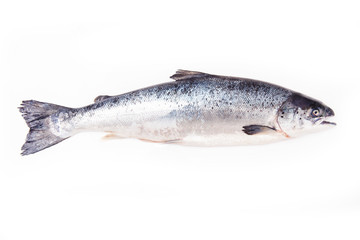 Atlantic Salmon (Salmo solar) whole fish.