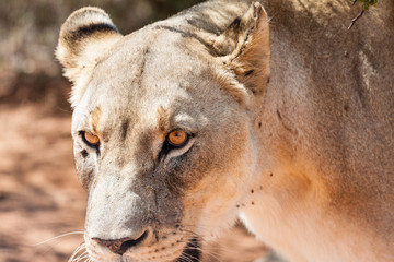 Löwe (Panthera Leo), weiblich