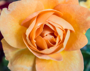 orange rose flower - 70277399