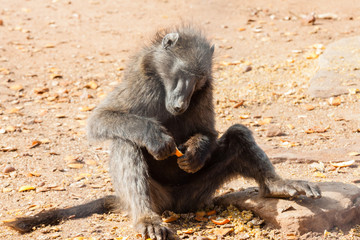 Bärenpavian (Papio ursinus)