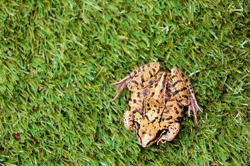 Overhead View of Common Frog on Grass