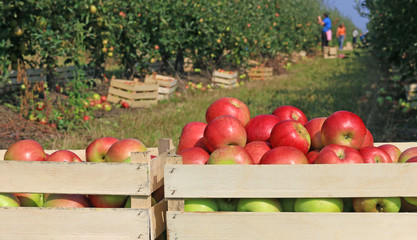 Cart full of apples after picking in orchard