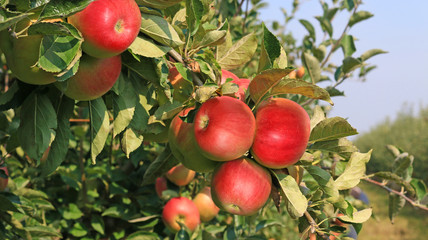 Ripe apple in orchard, ready for picking