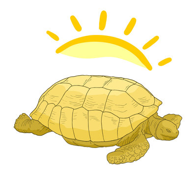 Turtle sun