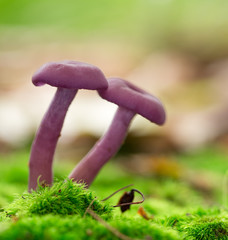 Omphalina discorosea in the forest