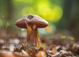 Boletus in the forest