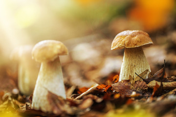 Boletus edulis in the forest
