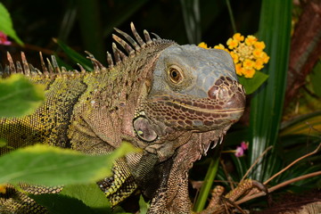 Portrait of an Iguana