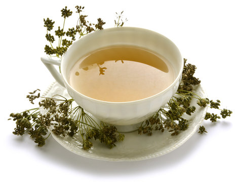 Anethum graveolens Dill Aneto Dere otu Укроп Aneth شبت