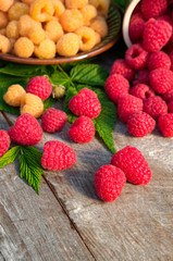 Red and yellow ripe raspberries