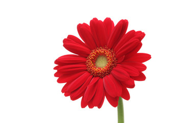 Red gerbera daisy isolated on white background