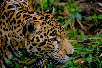 Fototapeta na wymiar jaguar face closeup