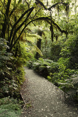 Obraz premium Jungle