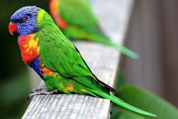 Rainbow lorikeet,  Sydney, Australie