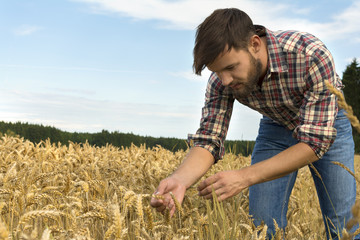 Young farmer inspecting crop - 70283534
