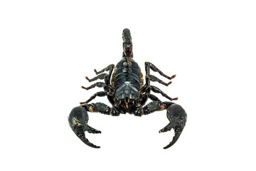 Scorpion