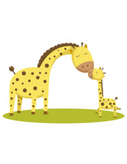 cute baby giraffe and mother