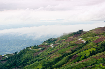 Misty mountain forest