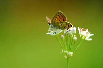 Butterfly on onion flower