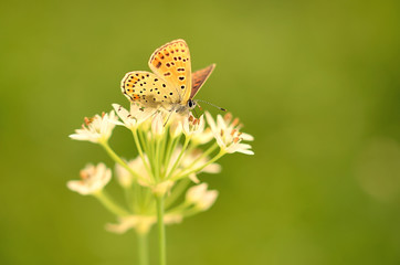 Butterfly on onion flower