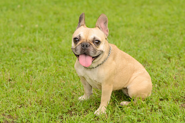 Fototapeta premium Happy French Bulldog sit on green grass