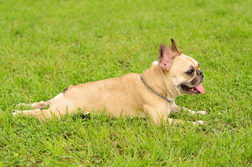 Fototapeta premium French Bulldog resting on green grass