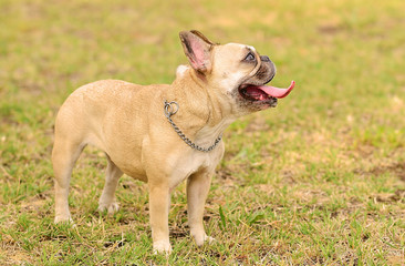 Fototapeta premium Happy French Bulldog on green grass