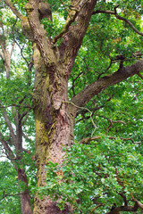 mature oak tree