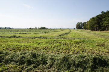 Fototapeta na wymiar Cut hay in rows at a green field