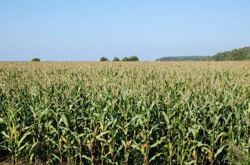 Fototapeta na wymiar Corn field view