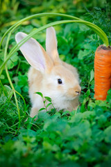Funny baby rabbit with a carrot in grass