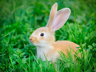 Baby rabbit in grass