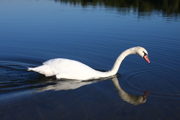 Schwan beim Schwimmen