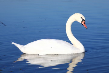 Gleitender Schwan