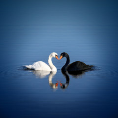 Schwan Liebe