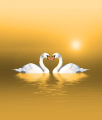 Schwäne beim Sonnenaufgang