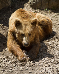 Fototapeta premium brown bear