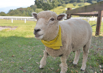 遊び盛りのヒツジちゃん
