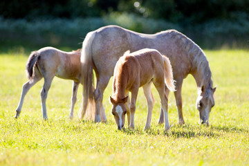 Obraz na płótnie Canvas Mare with two foals in field