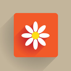 Daisy flower blossom in flat design